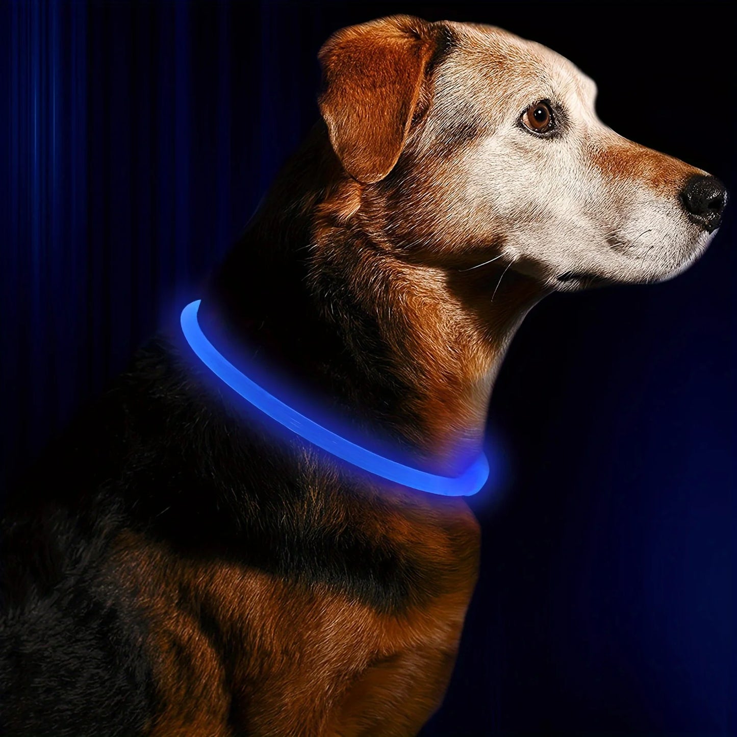 Collier lumineux LED pour chien de compagnie, Anti-perte, Rechargeable par USB